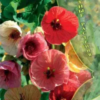 Купить Абутилон Бельвью гибридный