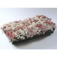 Купить Алиссум Магические цвета смесь