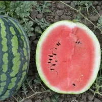 Арбуз холодок