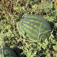 Арбуз холодок