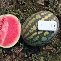 Арбуз холодок