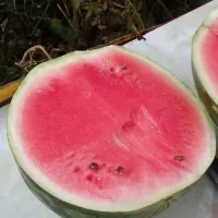 Арбуз продюсер