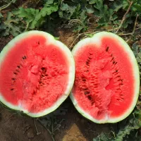 Арбуз продюсер