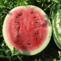 Арбуз соренто