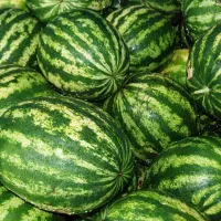 Арбуз соренто