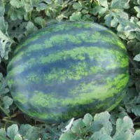 Арбуз соренто