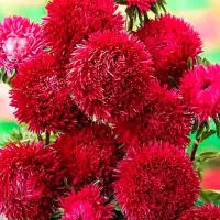 Купить Астра Гигант Пурпур