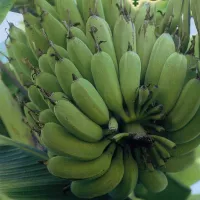 купить Банановая пальма Пигмей