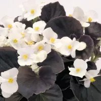 Купить Бегония вечноцветущая Сенатор белая F1