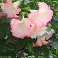 Купить Бругмансия Аромагия розовая