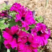 Купить Петуния Фриллитуния смесь