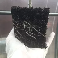 Купить Горшки для рассады 0,2 л квадро