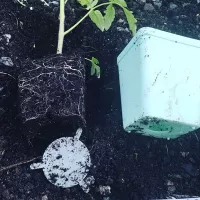 Купить Горшки для рассады 0,2 л квадро