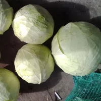 Капуста агрессор