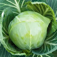 Капуста агрессор