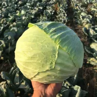 Капуста агрессор