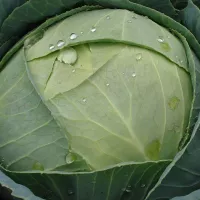 Капуста атрия