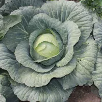 Капуста мегатон