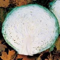 Капуста мегатон