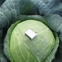 Капуста мегатон