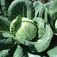 Капуста ринда