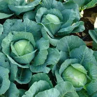 Капуста ринда