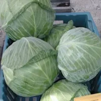 Капуста ринда