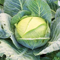 Капуста слава