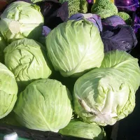 Капуста слава