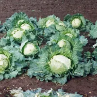 Капуста слава