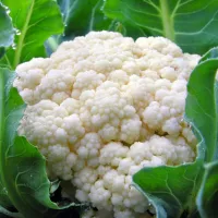 Капуста цветная коза дереза