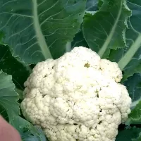 Капуста цветная коза дереза