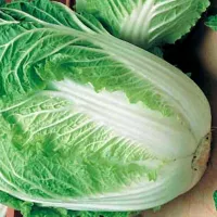Купить капусту Кудесница