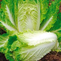 Купить капусту Кудесница