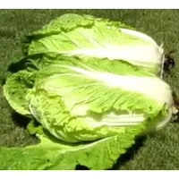 Купить капусту Кудесница