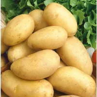 Купить семена Картофель Сказка