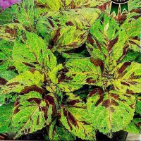 Купить Колеус блюме Мозаика