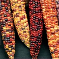 Купить семена Кукуруза цветная Амеро