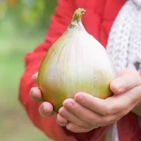 Купить Лук Эксибишен