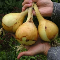 Купить Лук Эксибишен