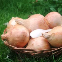 Купить Лук Эксибишен