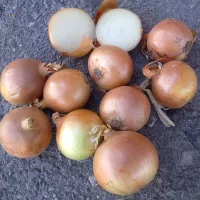 Лук халцедон