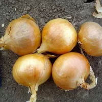 Лук халцедон