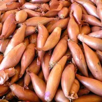 Купить Лук шалот Деликатес