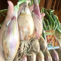 Купить Лук шалот Деликатес