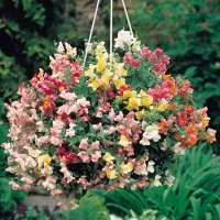 Купить Львиный зев ампельный Амулет