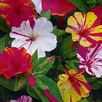 Купить мирабилис Ночная красавица