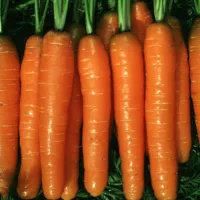 Купить Морковь Балтимор