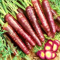 Купить Морковь Карамель фиолетовая