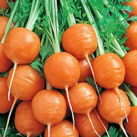 Купить Морковь Каротель парижская